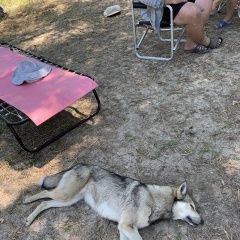Подробнее об объявлении «Найдена собака Харабали» Фото: найдена собака  «Найдена собака Харабали» в г. Харабали
