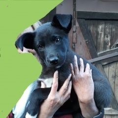 Подробнее об объявлении «Красноярск Найдена собака кобель мальчик 2-3 месяца.» Фото: найдена собака  «Красноярск Найдена собака кобель мальчик 2-3...» в г. Красноярск