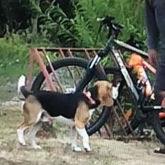 Подробнее об объявлении «Найдена собака кобель похож на бигля но крупнее. дер. засечье Спасск-Рязанский» Фото: найдена собака Бигль «Найдена собака кобель похож на бигля но...» в г. Спасск-Рязанский