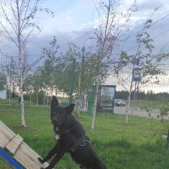 Подробнее об объявлении «Найдена собака кобель Зеленоград» Фото: найдена собака  «Найдена собака кобель Зеленоград» в г. Зеленоград
