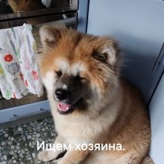 Подробнее об объявлении «Найдена собака кобель ищем хозяина, марьино Москва» Фото: найдена собака Акита-ину «Найдена собака кобель ищем хозяина, марьино Москва» в г. Москва