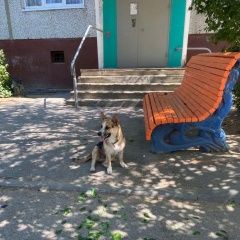 Подробнее об объявлении «Волгоград Найдена собака кобель ищем старых или новых хозяев» Фото: найдена собака Вельш корги «Волгоград Найдена собака кобель ищем старых или...» в г. Волгоград