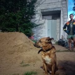Подробнее об объявлении «Найдена собака кобель внуково Москва» Фото: найдена собака  «Найдена собака кобель внуково Москва» в г. Москва