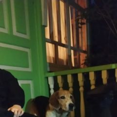 Подробнее об объявлении «Найдена собака кобель бигль около 8 лет Чехов» Фото: найдена собака Бигль «Найдена собака кобель бигль около 8 лет Чехов» в г. Чехов