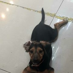 Подробнее об объявлении «Найдена собака щенок. Новороссийск» Фото: найдена собака  «Найдена собака щенок. Новороссийск» в г. Новороссийск