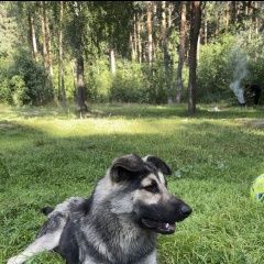 Подробнее об объявлении «Найдена собака кобель молодой кобель Октябрьский (Московская обл.)» Фото: найдена собака  «Найдена собака кобель молодой кобель...» в г. Октябрьский (Московская обл.)