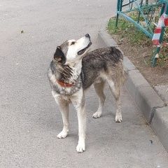 Подробнее об объявлении «Найдена собака Химки» Фото: найдена собака  «Найдена собака Химки» в г. Химки