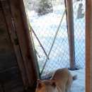 Подробнее об объявлении «Рыбинск Найдена собака» Фото: найдена собака  «Рыбинск Найдена собака» в г. Рыбинск