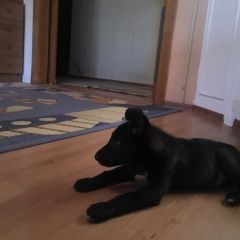 Подробнее об объявлении «Тюмень Найдена собака» Фото: найдена собака  «Тюмень Найдена собака» в г. Тюмень