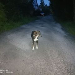 Подробнее об объявлении «Раменское Найдена собака собачка девочка снт флора» Фото: найдена собака  «Раменское Найдена собака собачка девочка снт флора» в г. Раменское