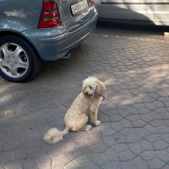 Подробнее об объявлении «Геленджик Найдена собака» Фото: найдена собака  «Геленджик Найдена собака» в г. Геленджик