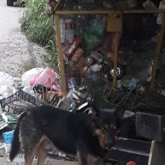 Картинка найдена собака В городе Сочи обнаружен песик. Сочи