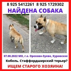 Подробнее об объявлении «Найдена собака кобель Куровское» Фото: найдена собака Стаффордширский бультерьер «Найдена собака кобель Куровское» в г. Куровское