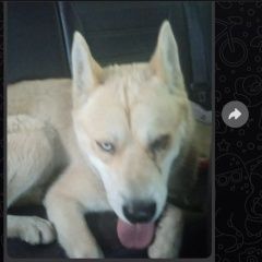 Подробнее об объявлении «Найдена собака хаски светло-бежевая голубые глаза Голицыно (Московская обл.)» Фото: найдена собака Самоедская лайка «Найдена собака хаски светло-бежевая голубые...» в г. Голицыно (Московская обл.)