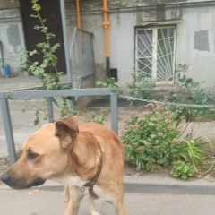 Подробнее об объявлении «Ростов-на-Дону Найдена собака кобель» Фото: найдена собака  «Ростов-на-Дону Найдена собака кобель» в г. Ростов-на-Дону