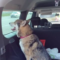 Подробнее об объявлении «Найдена собака лайка, девочка. Михайлов» Фото: найдена собака Западно-сибирская лайка «Найдена собака лайка, девочка. Михайлов» в г. Михайлов