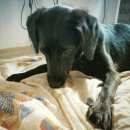 Подробнее об объявлении «Новосибирск Найдена собака» Фото: найдена собака  «Новосибирск Найдена собака» в г. Новосибирск