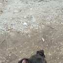 Подробнее об объявлении «Найдена собака стафф Дзержинск» Фото: найдена собака Стаффордширский бультерьер «Найдена собака стафф Дзержинск» в г. Дзержинск