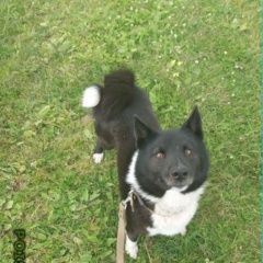 Подробнее об объявлении «Найдена собака кобель молодой пёс  хозяин отзовись(  Калязин» Фото: найдена собака  «Найдена собака кобель молодой пёс  хозяин...» в г. Калязин