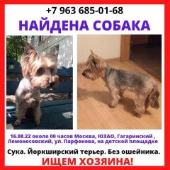Подробнее об объявлении «Москва Найдена собака девочка йоркширский терьер» Фото: найдена собака Йоркширский терьер «Москва Найдена собака девочка йоркширский терьер» в г. Москва