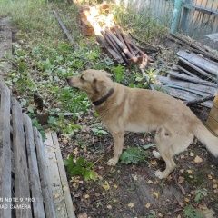 Подробнее об объявлении «Найдена собака кобель пёс в хотеичах Орехово-Зуево» Фото: найдена собака  «Найдена собака кобель пёс в хотеичах Орехово-Зуево» в г. Орехово-Зуево