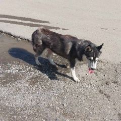 Подробнее об объявлении «Найдена собака Пермь» Фото: найдена собака  «Найдена собака Пермь» в г. Пермь