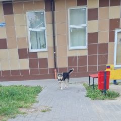 Подробнее об объявлении «Калининград (Кенигсберг) Найдена собака кобель хаски» Фото: найдена собака  «Калининград (Кенигсберг) Найдена собака кобель...» в г. Калининград (Кенигсберг)