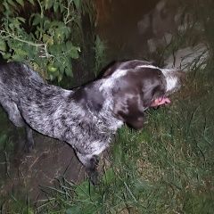Подробнее об объявлении «Найдена собака кобель, порода дратхаар Ставрополь» Фото: найдена собака Дратхаар «Найдена собака кобель, порода дратхаар Ставрополь» в г. Ставрополь