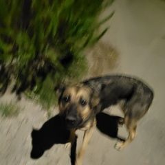 Подробнее об объявлении «Нижний Новгород Найдена собака девочка» Фото: найдена собака  «Нижний Новгород Найдена собака девочка» в г. Нижний Новгород