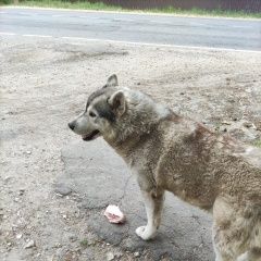 Подробнее об объявлении «Найдена собака Малаховка» Фото: найдена собака Лапландская оленегонная собака «Найдена собака Малаховка» в г. Малаховка