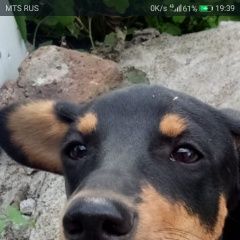 Подробнее об объявлении «Омск Найдена собака кобель пёс ищет хозяина» Фото: найдена собака  «Омск Найдена собака кобель пёс ищет хозяина» в г. Омск