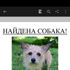 Подробнее об объявлении «Найдена собака Хабаровск» Фото: найдена собака  «Найдена собака Хабаровск» в г. Хабаровск