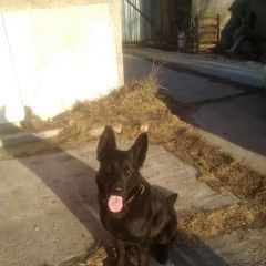 Подробнее об объявлении «Найдена собака кобель чёрная овчарка кобель в химках Химки» Фото: найдена собака Немецкая овчарка «Найдена собака кобель чёрная овчарка кобель в...» в г. Химки