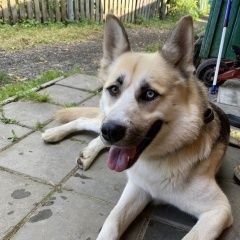 Картинка найдена собака В городе Видное найден пес. Видное