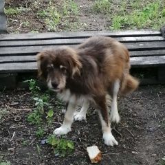 Подробнее об объявлении «Найдена собака кобель ребят, кто терял пса? Мариуполь» Фото: найдена собака  «Найдена собака кобель ребят, кто терял пса?...» в г. Мариуполь