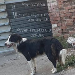 Подробнее об объявлении «Ростов-на-Дону Найдена собака» Фото: найдена собака  «Ростов-на-Дону Найдена собака» в г. Ростов-на-Дону