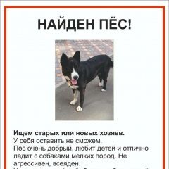 Подробнее об объявлении «Москва Найдена собака кобель» Фото: найдена собака  «Москва Найдена собака кобель» в г. Москва