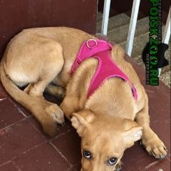 Подробнее об объявлении «Найдена собака Москва» Фото: найдена собака  «Найдена собака Москва» в г. Москва