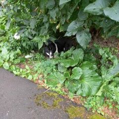 Подробнее об объявлении «Рыбинск Найдена собака кобель лайка черно-белый кобель» Фото: найдена собака  «Рыбинск Найдена собака кобель лайка черно-белый...» в г. Рыбинск