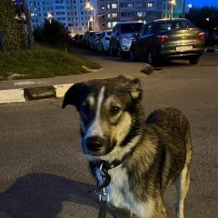 Подробнее об объявлении «Найдена собака кобель. Чехов» Фото: найдена собака  «Найдена собака кобель. Чехов» в г. Чехов