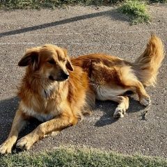 Подробнее об объявлении «Найдена собака Новороссийск» Фото: найдена собака  «Найдена собака Новороссийск» в г. Новороссийск