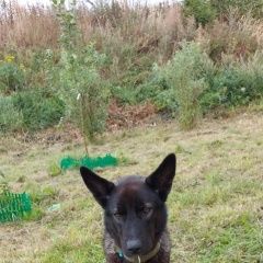 Подробнее об объявлении «Найдена собака. брезентовый ошейник. Дмитров» Фото: найдена собака  «Найдена собака. брезентовый ошейник. Дмитров» в г. Дмитров