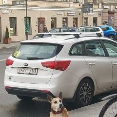 Подробнее об объявлении «Найдена собака Санкт-Петербург» Фото: найдена собака  «Найдена собака Санкт-Петербург» в г. Санкт-Петербург