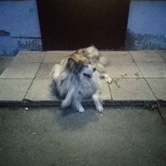 Подробнее об объявлении «Тюмень Найдена собака кобель очень добрый и ласковый» Фото: найдена собака Аляскинский маламут «Тюмень Найдена собака кобель очень добрый и...» в г. Тюмень