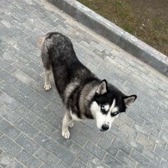Подробнее об объявлении «Новый Уренгой Найдена собака кобель хаски, кобель» Фото: найдена собака  «Новый Уренгой Найдена собака кобель хаски, кобель» в г. Новый Уренгой