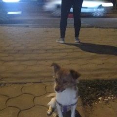 Подробнее об объявлении «Волгоград Найдена собака кобель, приблизительно годовалый» Фото: найдена собака  «Волгоград Найдена собака кобель, приблизительно...» в г. Волгоград