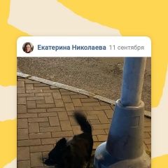Подробнее об объявлении «Найдена собака чёрный шпиц в центре спб Санкт-Петербург» Фото: найдена собака Померанский шпиц «Найдена собака чёрный шпиц в центре спб...» в г. Санкт-Петербург
