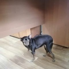 Подробнее об объявлении «Найдена собака Иркутск» Фото: найдена собака  «Найдена собака Иркутск» в г. Иркутск