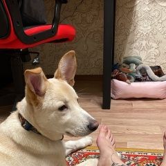Подробнее об объявлении «Мытищи Найдена собака кобель» Фото: найдена собака  «Мытищи Найдена собака кобель» в г. Мытищи