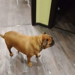 Подробнее об объявлении «Нижний Новгород Найдена собака кобель малый брабансон кобель» Фото: найдена собака Пти-брабансон «Нижний Новгород Найдена собака кобель малый...» в г. Нижний Новгород